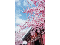 昆明春天美好季節(jié)！3月-6月打卡地美食推薦