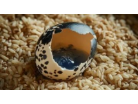 家常版虎皮雞蛋：簡單步驟做出美味佳肴