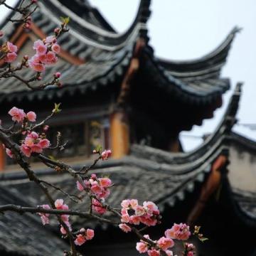 國內賞花好去處春季必打卡的十大旅游城市