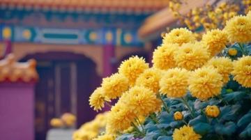 國內賞花好去處春季必打卡的十大旅游城市
