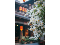 國內(nèi)賞花好去處春季必打卡的十大旅游城市
