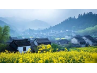 羅平不止油菜花：梯田馬拉松，深度游尋文化魅力