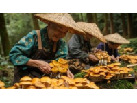 兩畝田地里的致富密碼：雙孢菇與蘋果絲瓜的成功案例