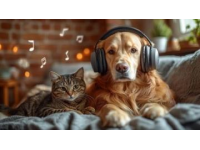 探索犬類生命樂章：小型犬的悠長歲月與大型犬的熱烈時光