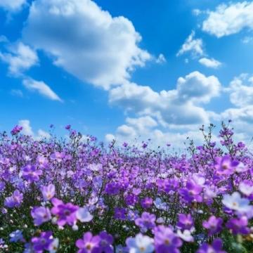 夢回花開的地方東海之濱的浪漫仙居舟山