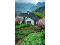 湖南新化：春季12種常見野菜大揭秘