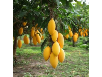 閬中盛開：飛鳳枇杷康養美食節開幕，萬畝大五星枇杷甜蜜迎賓