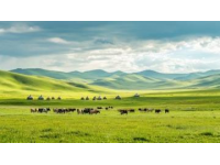 內(nèi)蒙古旅行心得分享：實(shí)用攻略與真實(shí)體驗(yàn)！