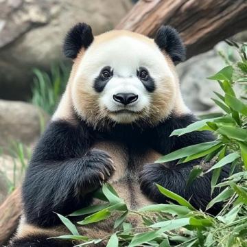 莎莎一句玩笑話，深圳人卻當(dāng)真了？