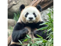 莎莎一句玩笑話，深圳人卻當(dāng)真了？