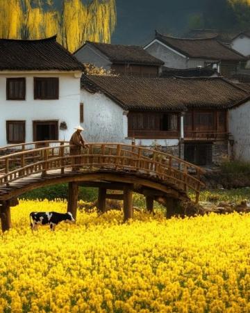 清明時節(jié),細(xì)雨綿綿,萬物復(fù)蘇,田野間果園里,路邊長了許多的鼠曲草