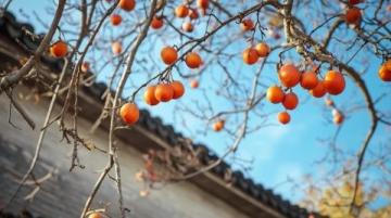 江西清明果:傳統美食與春季祭祀文化的象征