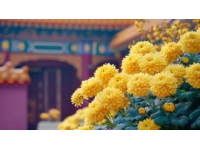 城市里的鮮花盛開，體驗一把云南人愛吃的“食花”習俗