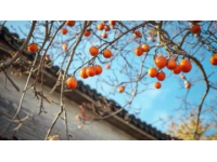 江西清明果：傳統美食與春季祭祀文化的象征