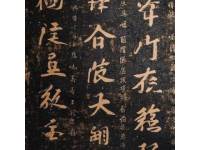 早些年，當(dāng)我初次聽到海月之名時(shí)，我覺得有點(diǎn)不可思議,古人竟然把這樣蘊(yùn)含詩(shī)意的名