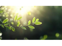 春鮮，邂逅舌尖上的盎然春意