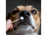 澄清生活中的五大常見誤區(qū)：流鼻血、刷牙時(shí)間與魚刺處理真相