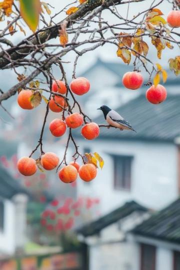 棗莊:探尋兩千年的石榴文化底蘊與城市魅力