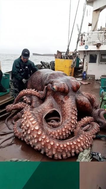 毛不易挑戰生食活八爪魚嚇壞韓東君當場吐餃子!