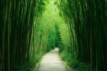 龍門竹海探秘:惠州的綠色寶藏
