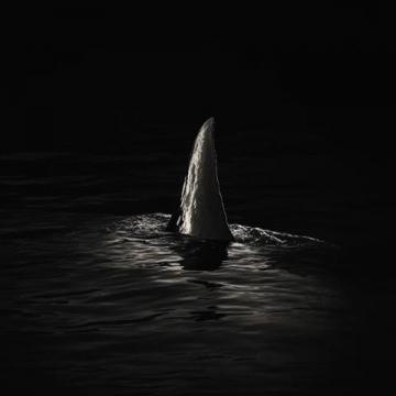 魚翅為古代八珍之一,最早食用魚翅的人是漁民,漁民出售鯊魚后,將魚鰭留下自己食用
