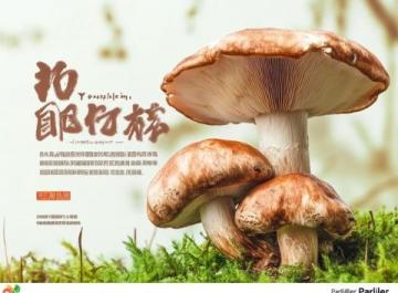 夏日尋味楚雄:探秘山菌美食與彝人古鎮風情之旅