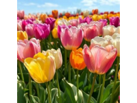 第三屆通濟花海郁金香節百萬鮮花盛放等你來賞！