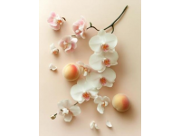 沉醉蘭花與美食(美食沉醉)