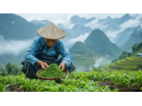 三月采艾草做艾糍正當時，玉林鄉村美味攻略