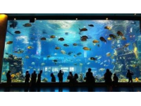 關(guān)于我在新加坡水族餐廳花了?千塊