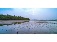 東臺潮汐森林美景如畫，鳥語海浪共舞