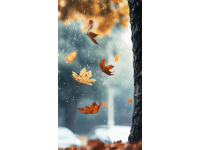 秋雨綿綿，氣溫下降