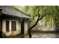煙雨中的垂柳庭院風情
