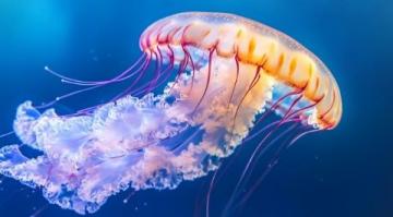 生物的多種形態海洋生物小知識古生物趣談在動物的奇妙世界中
