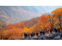 長(zhǎng)春凈月森林：深秋里的五彩仙境