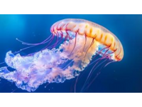 生物的多種形態海洋生物小知識古生物趣談在動物的奇妙世界中