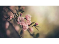 春季養(yǎng)生知識(shí)點(diǎn)(五大養(yǎng)生注意事項(xiàng))