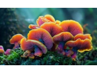 云南高原上的云端奇珍：一場舌尖上的菌子盛宴
