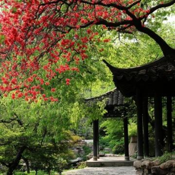 春光明媚,陽光溫柔,成都三圣鄉(xiāng)的江家藝苑如夢似幻