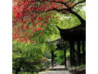 春光明媚，陽光溫柔，成都三圣鄉(xiāng)的江家藝苑如夢似幻