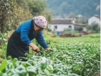 農民日報"稱贊：路橋區(qū)的創(chuàng)新精神與發(fā)展實力