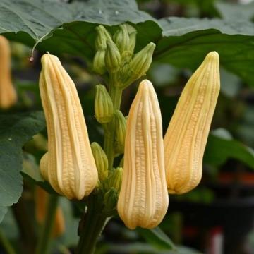 農(nóng)村這種不起眼的小植物(農(nóng)村路邊這種長勢茂盛的小植物是什么?)