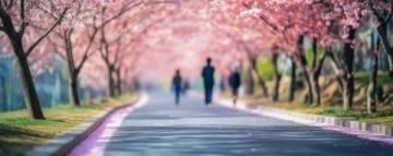 春天里的思念與回憶——櫻花的美麗與生命的真諦