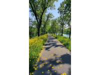 桃源之美:桃源小鎮的奇跡