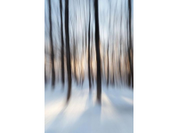 周末林間的光影秘語：捕捉雪地里的晨光與暮色之舞