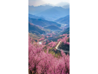 重慶春日賞花游攻略：自然人文美景全收錄