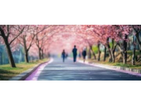 春天里的思念與回憶——櫻花的美麗與生命的真諦