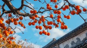 來廣西桂林東漓古村,感受新春美景與美好