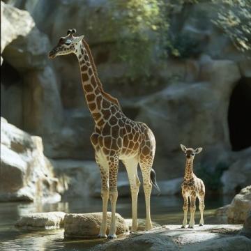 金剛大猩猩的神奇手語互動:動物園里的感人瞬間