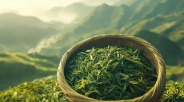 儀征綠楊春茶:低調中的品質之選,明前茶鮮嫩可口不容錯過